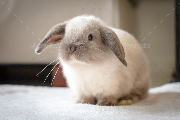 Grey fashion mini lop bunny