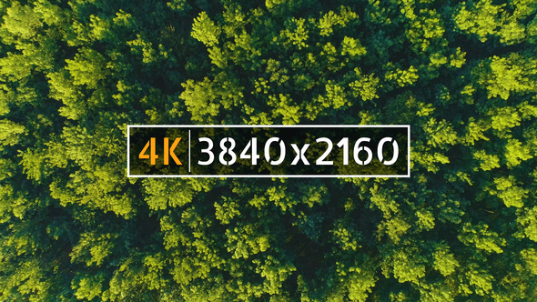 Forest, Stock Footage | VideoHive