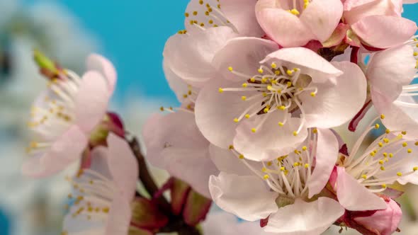Apricot Blossom on Blue Timelapse alt