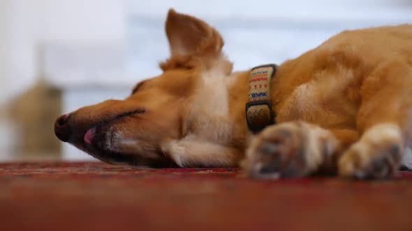 Low angle view of a sleepy dog relaxing and stretching on a carpeted floor alt