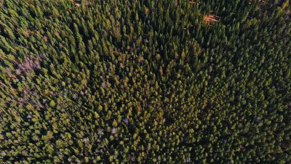 Aerial View of Treetops of Pine Trees on a Spring Sunny Day a Magical Landscape alt