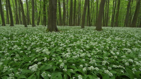 Ramson flowers in Hainich National Park, Thuringia, Germany alt