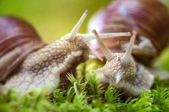 Helix Pomatia Also Roman Snail Burgundy Snail Stock Photo By Cookelma