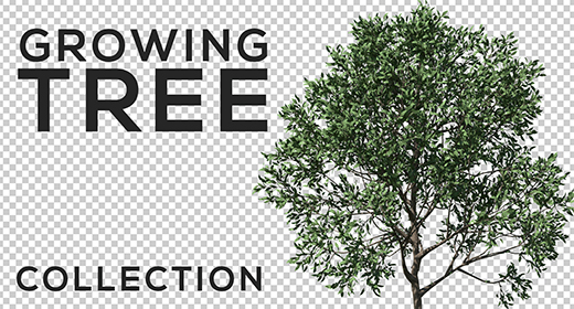 Trees Growind & Animation