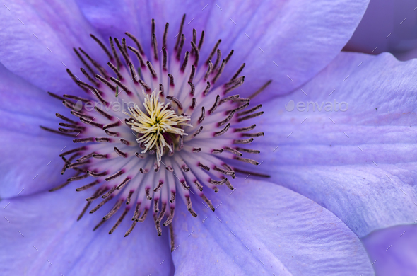Clematis - Stock Photo - Images