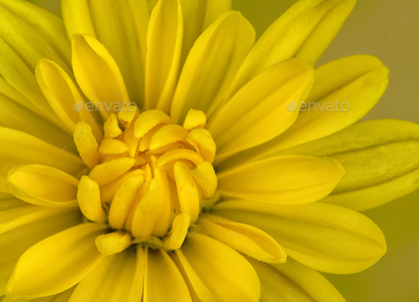 Mums - Stock Photo - Images