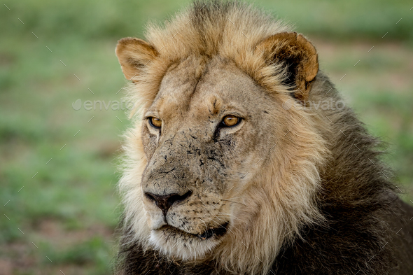 Close up of a big male Lion. - Stock Photo - Images