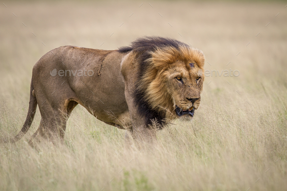 Big male Lion in the high grass. - Stock Photo - Images