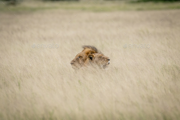 Lion couple laying in the grass. - Stock Photo - Images