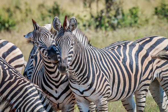 Two Zebras bonding in the Chobe National Park. - Stock Photo - Images