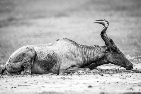 Red hartebeest rolling in the mud. - Stock Photo - Images