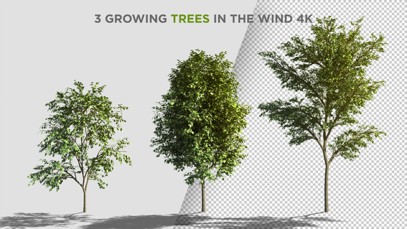 3 Growing Trees In The Wind
