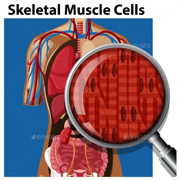 A Vector Of Skeletal Muscle Cells - Health/Medicine Conceptual