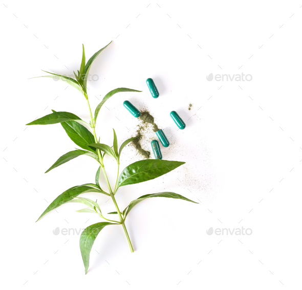 fresh kariyat herb plant and capsule on white background. top vi