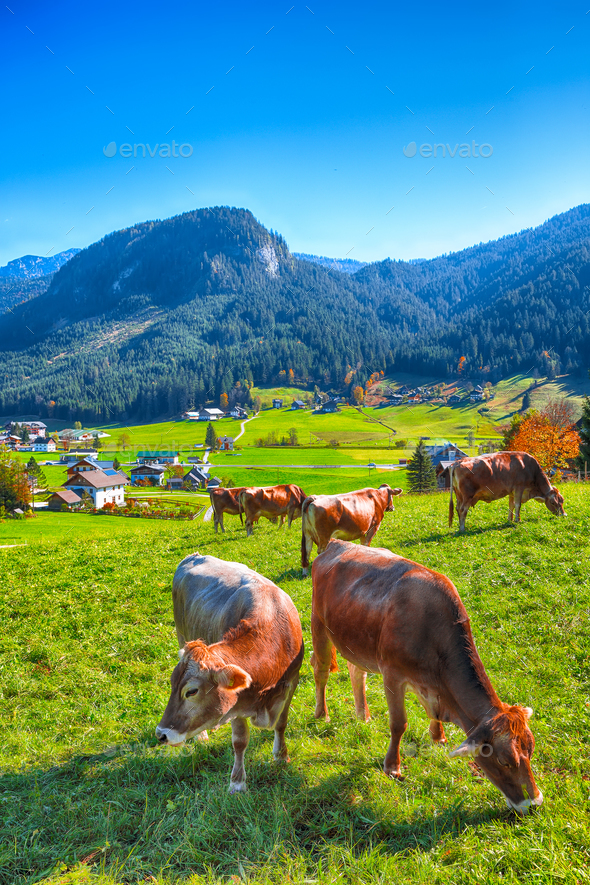 Alpine green fields and cows at meadows near Gosau village at au - Stock Photo - Images
