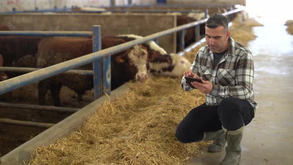 Farmer cattle control in modern livestock farm. alt