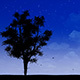 Autumn Tree Silhouette - VideoHive Item for Sale