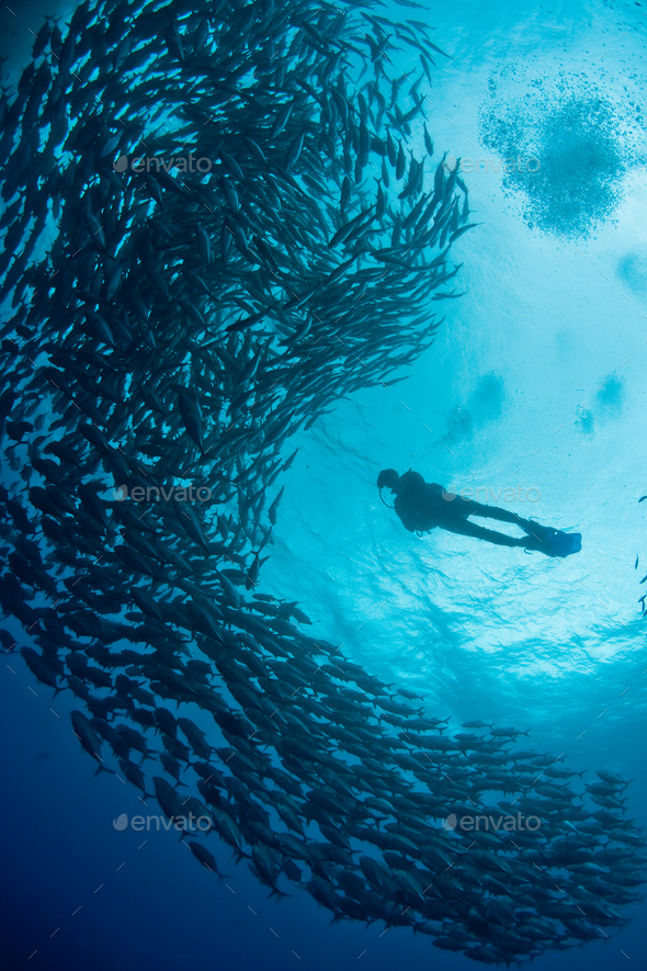 diver with fish shoal - Stock Photo - Images