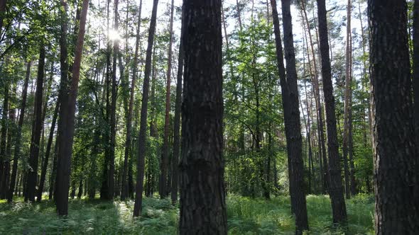 Trees in the Forest By Summer Day alt