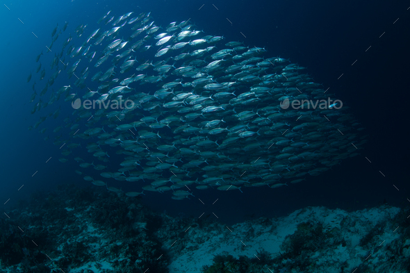 school of sardines - Stock Photo - Images