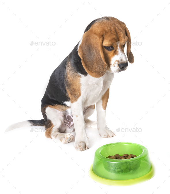 what food do beagle puppies eat