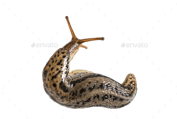 Limax maximus, literally, 'biggest slug', known by the common names great grey slug and leopard slug - Stock Photo - Images