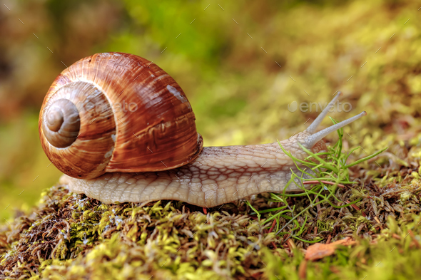 Helix Pomatia Also Roman Snail Burgundy Snail Stock Photo By Cookelma