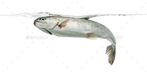 Blue rainbow trout swimming under water line, isolated on white