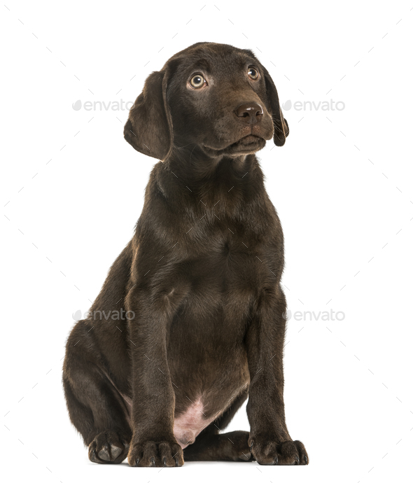 Labrador Retriever puppy looking up, 3 months old, isolated on white