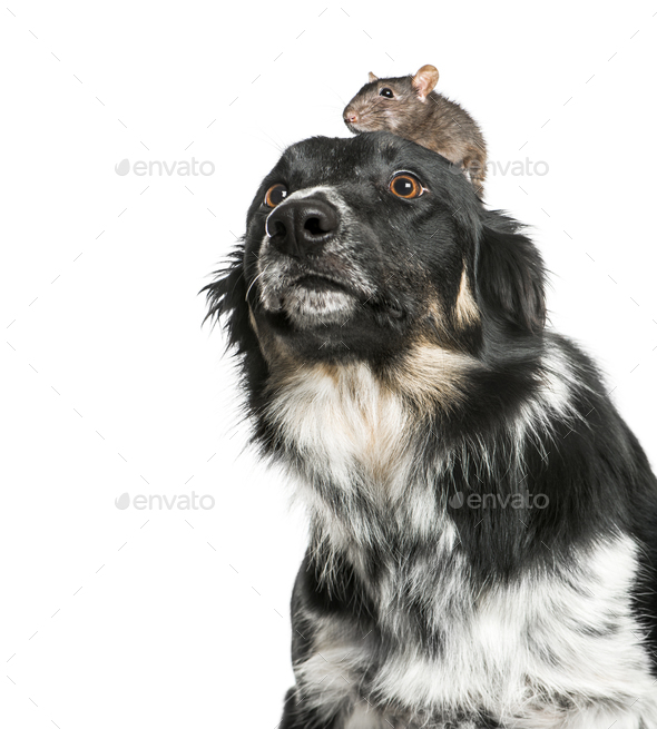 Rat on the head of a border collie, isolated on white