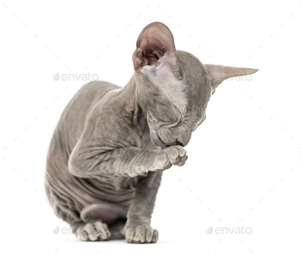 all white peterbald kittens