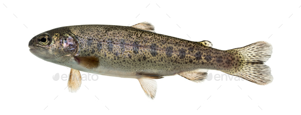 Rainbow trout swimming, isolated on white Stock Photo by Lifeonwhite