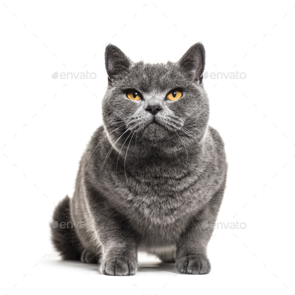 Grey British Shorthair Cat Isolated On White Stock Photo By