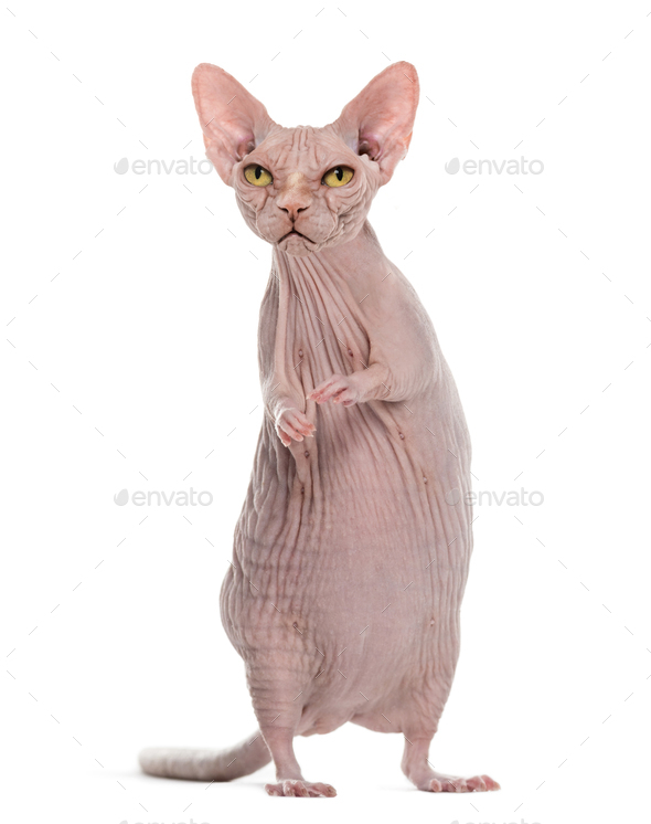 Angry hairless Sphinx cat with rat's body against white background Stock  Photo by Lifeonwhite