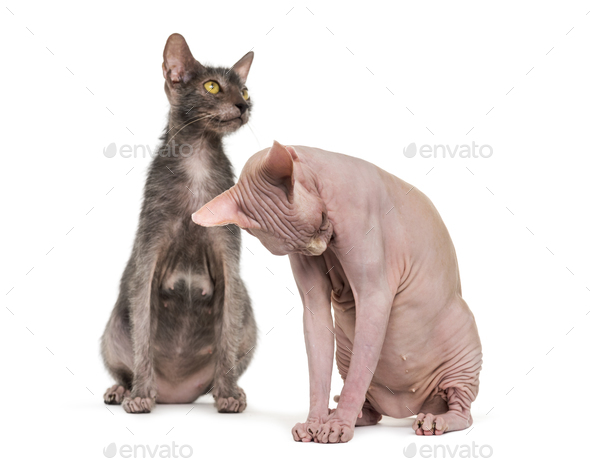 Lykoi cat, also called the Werewolf cat and grooming Sphynx Hairless cat against white background
