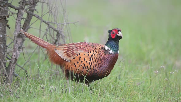 Birds - Common pheasant Phasianus colchicus male alt