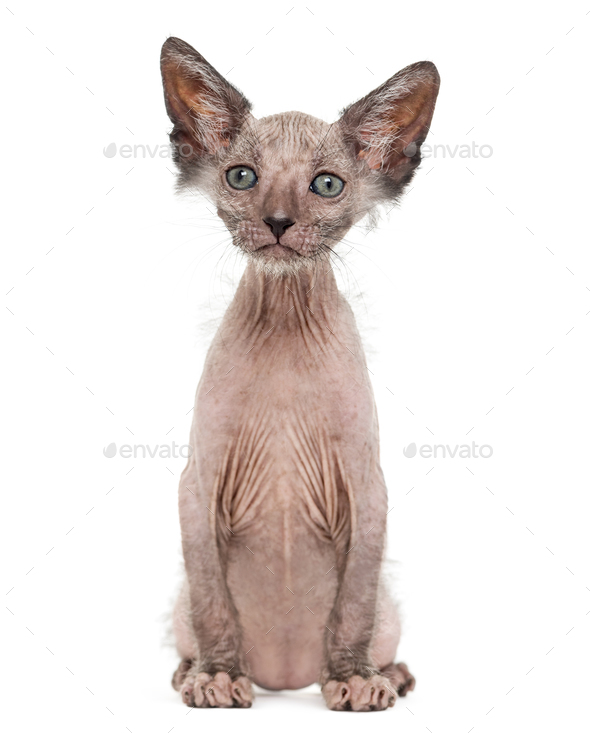 Kitten Lykoi cat, 7 weeks old, also called the Werewolf cat against white  background Stock Photo by Lifeonwhite