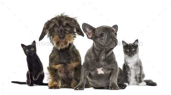 Group of kittens and puppies sitting, isolated on white