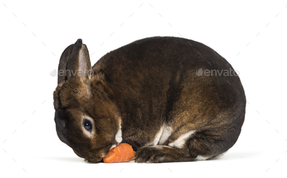 Rex Nain Castor, against white background Stock Photo by Lifeonwhite