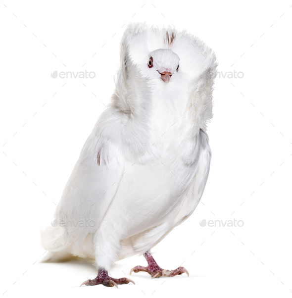 White Jacobin pigeon against white background Stock Photo by Lifeonwhite