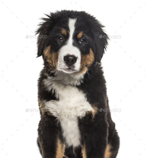 bernese mountain dog cena