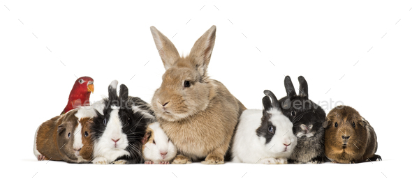 Rabbits, Guinea Pigs and chattering lory parrot sitting against white background