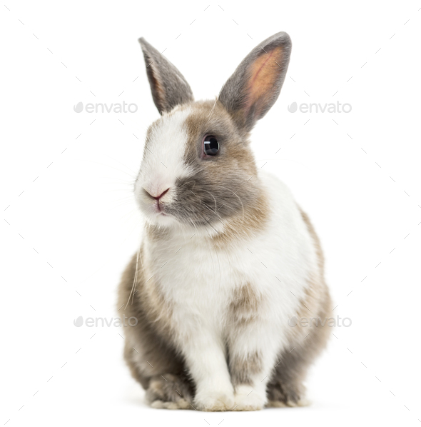 Rabbit , 4 months old, sitting against white background Stock Photo by