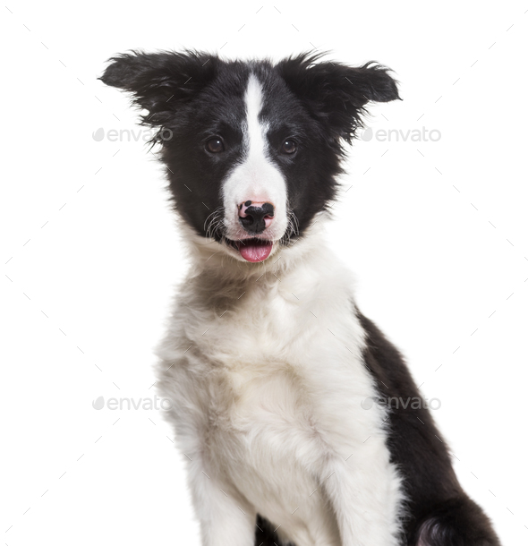 Border Collie dog, 4 months old, sitting against white background Stock