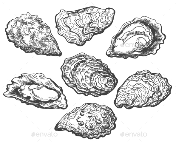 Oyster Shell Set - Food Objects