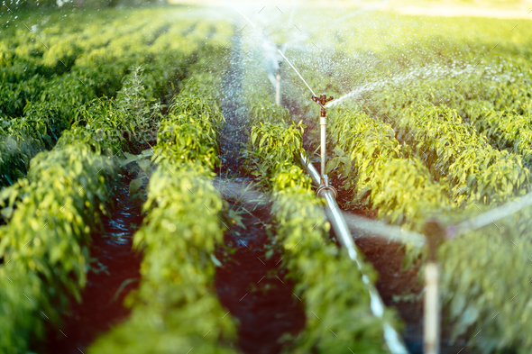 Irrigation system in function - Stock Photo - Images