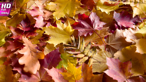 Autumn Colorful Leaves On The Ground alt