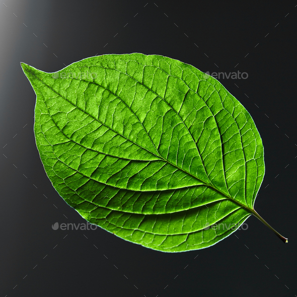 Beautiful green leaf with a natural veining pattern on a black background  with copy space. Flat lay Stock Photo by Artjazz