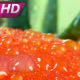 Lots Of Ripe Tomatoes - VideoHive Item for Sale