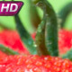 Fresh Tomatoes Delivered - VideoHive Item for Sale